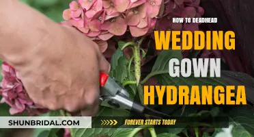 Deadheading Wedding Gown Hydrangeas: Simple Steps for Vibrant Blooms