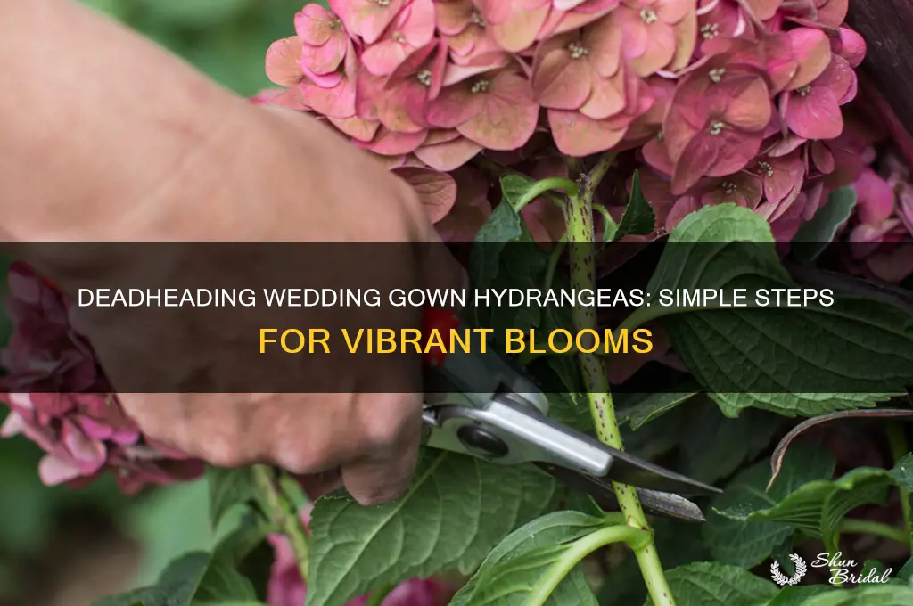 how to deadhead wedding gown hydrangea