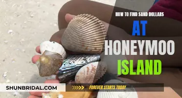 Discovering Sand Dollars at Honeymoon Island