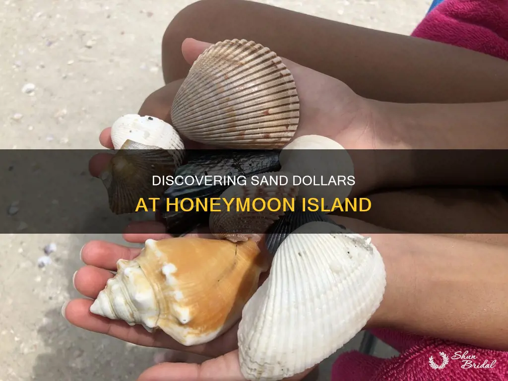 how to find sand dollars at honeymoon island