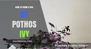 Creating a Lush Pothos Ivy Veil: Simple Steps for Stunning Greenery