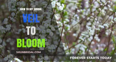 Mastering Bridal Veil Plant Care: Tips for Vibrant, Blooming Flowers