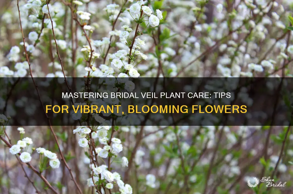 how to get bridal veil to bloom