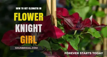 Mastering Clematis Cultivation in Flower Knight Girl: Tips and Tricks