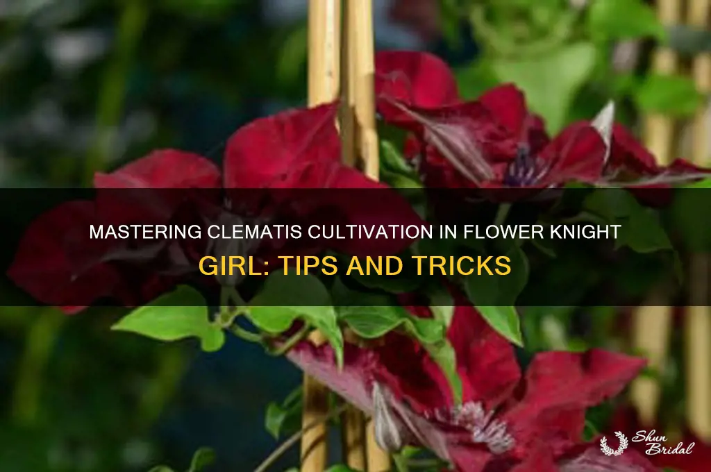 how to get clematis in flower knight girl