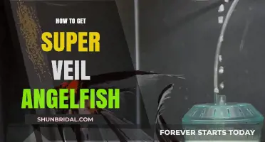 Mastering the Art of Acquiring Super Veil Angelfish: Tips & Tricks