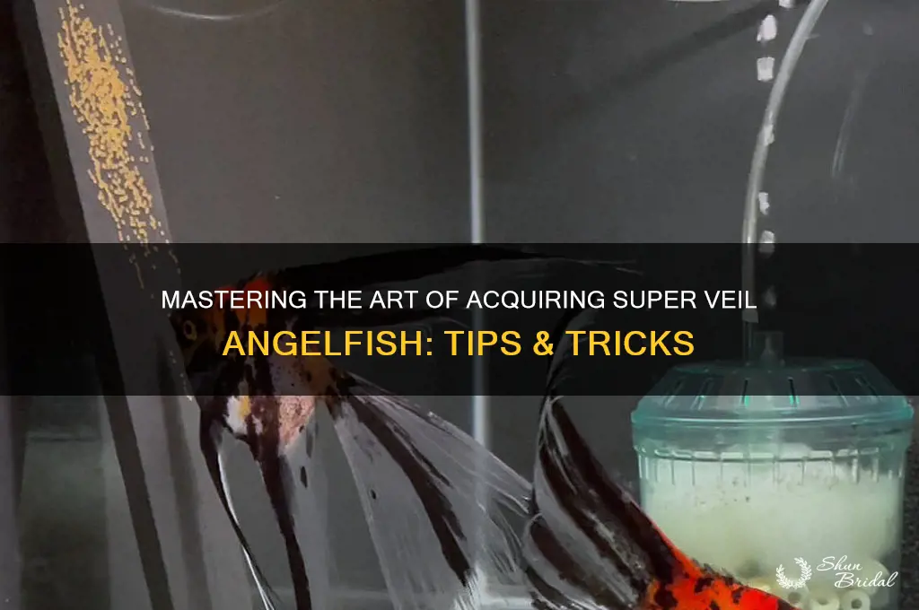 how to get super veil angelfish