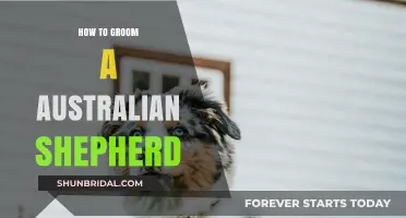 Mastering the Art of Grooming Your Australian Shepherd