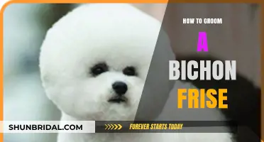 Bichon Frise Grooming: A Step-by-Step Guide for Fluffy Perfection