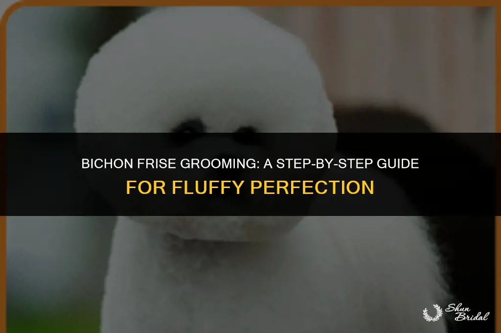how to groom a bichon frise