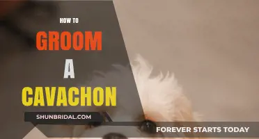 Essential Cavachon Grooming Tips: Keep Your Furry Friend Looking Fabulous