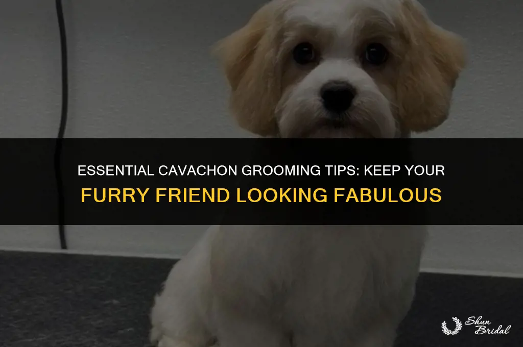 how to groom a cavachon