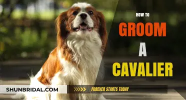 Pampering Your Cavalier: A Comprehensive Grooming Guide