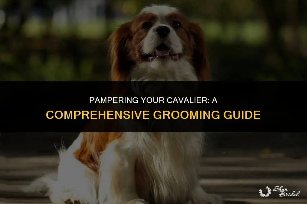 how to groom a cavalier