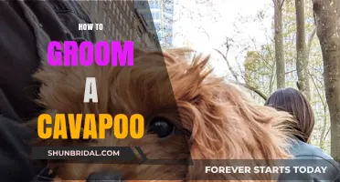 Essential Cavapoo Grooming Tips for a Happy, Healthy Pup