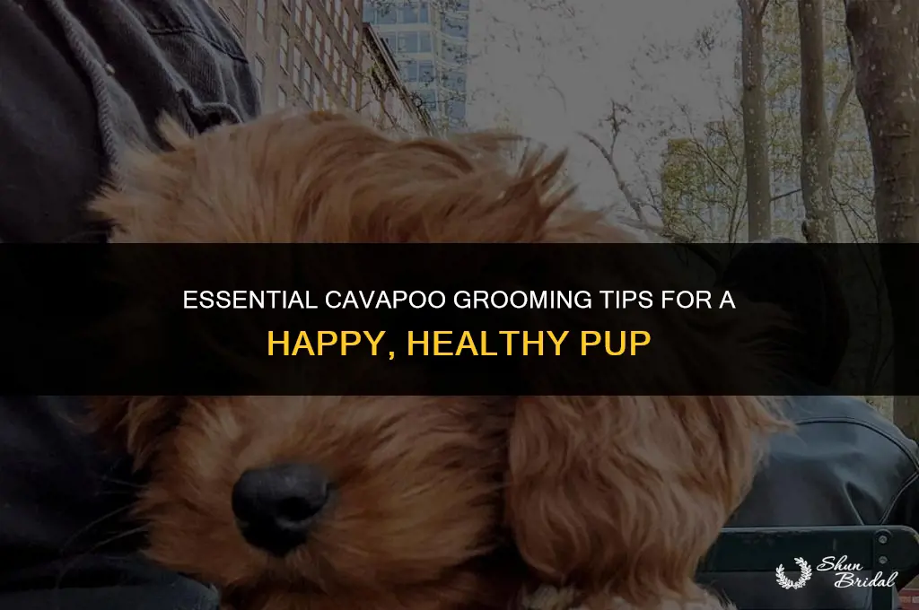 how to groom a cavapoo