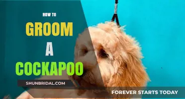 Mastering the Art of Grooming Your Beloved Cockapoo