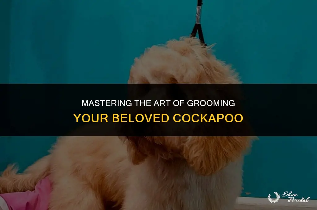 how to groom a cockapoo