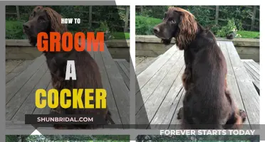 Mastering the Art of Grooming Your Cocker Spaniel: A Comprehensive Guide