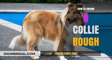 Mastering the Art of Grooming Your Rough Collie