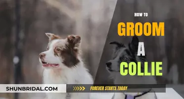 Mastering the Art of Grooming Your Beloved Collie Companion