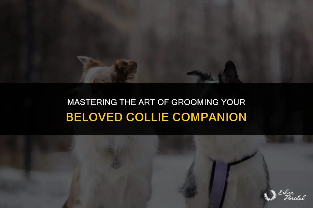 how to groom a collie