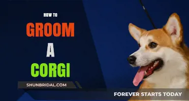 Corgi Grooming 101: Tips for Keeping Your Pup Clean and Happy