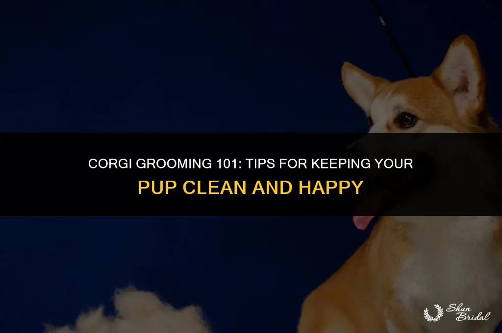 how to groom a corgi