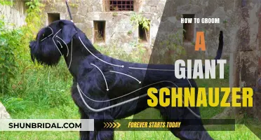 Mastering the Art of Grooming Your Giant Schnauzer: A Comprehensive Guide