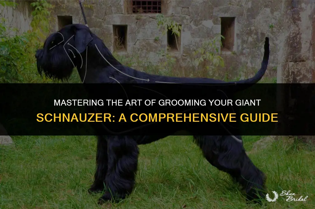 how to groom a giant schnauzer