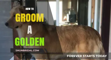 Golden Grooming Guide: Tips for a Shiny, Healthy Coat