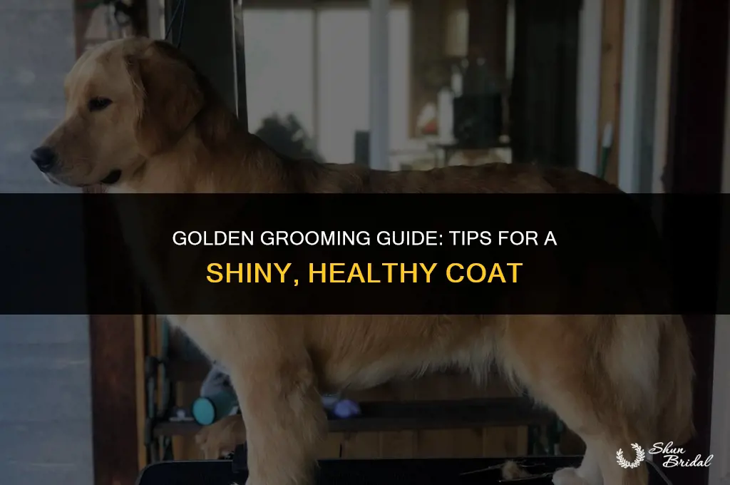 how to groom a golden