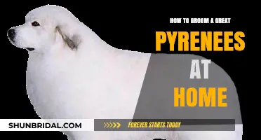 Mastering the Art of Grooming Your Great Pyrenees at Home
