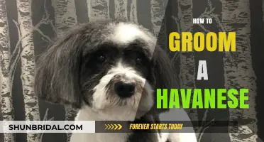 Mastering the Art of Grooming Your Havanese: A Comprehensive Guide