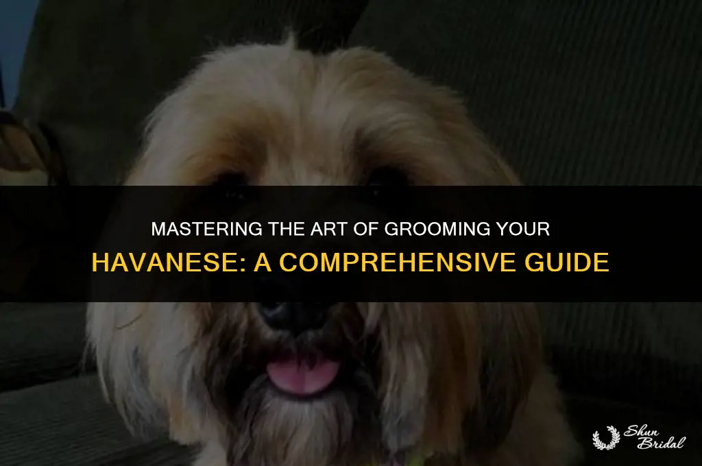 how to groom a havanese