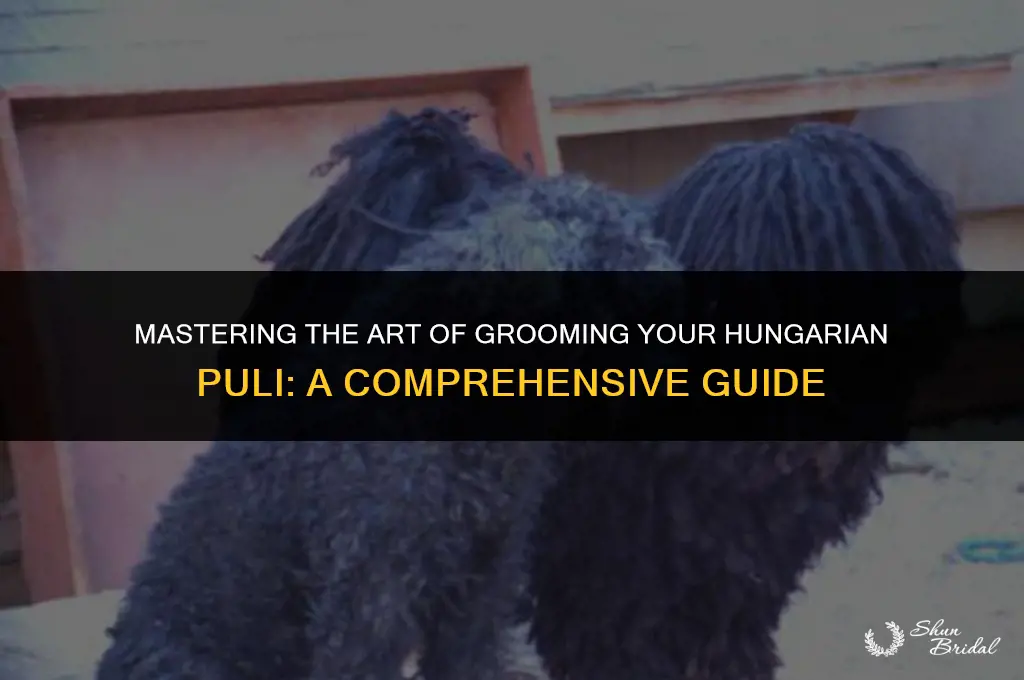 how to groom a hungarian puli