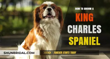 Pampering Your King Charles Spaniel: A Comprehensive Grooming Guide