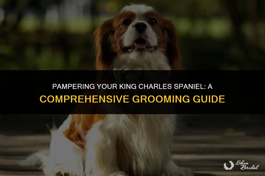 how to groom a king charles spaniel