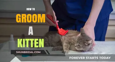 Purr-fect Pampering: A Comprehensive Guide to Grooming Your Kitten