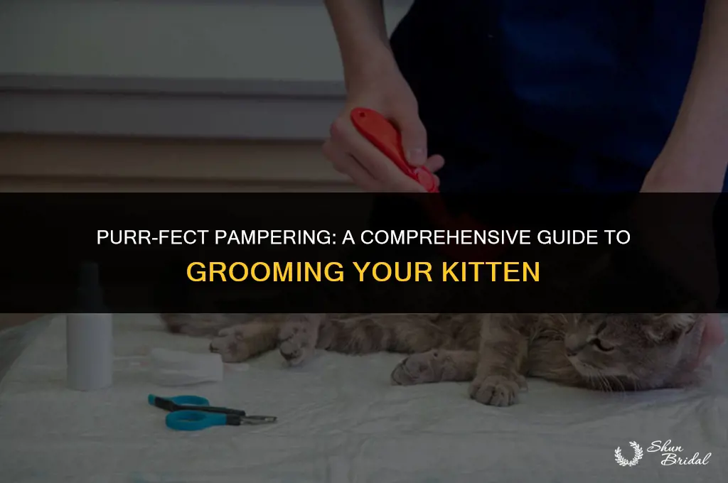 how to groom a kitten