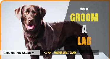 Mastering the Art of Lab Grooming: A Comprehensive Guide