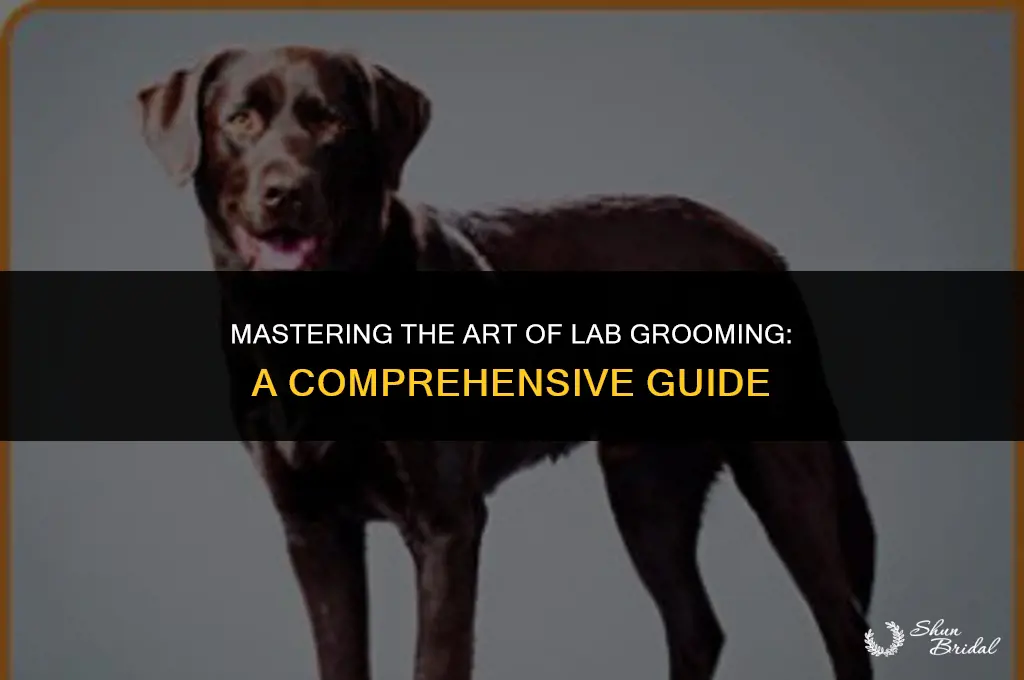 how to groom a lab