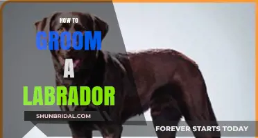 Essential Grooming Tips for Your Beloved Labrador Retriever
