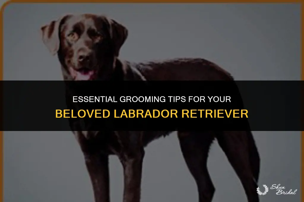 how to groom a labrador