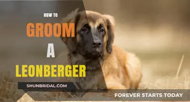 Mastering the Art of Grooming Your Majestic Leonberger