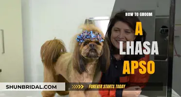 Mastering the Art of Grooming Your Lhasa Apso: A Comprehensive Guide