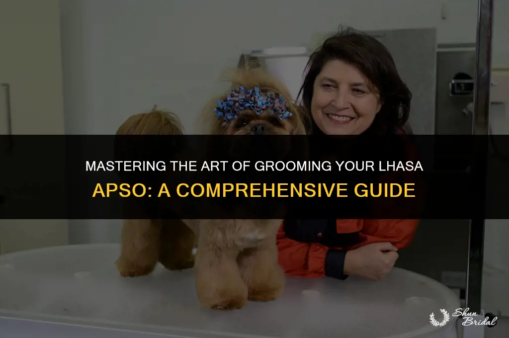 how to groom a lhasa apso
