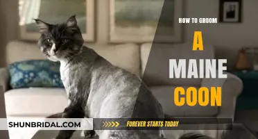 Mastering the Art of Grooming Your Majestic Maine Coon