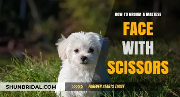 Scissor-Safe Grooming: A Guide to Trimming Your Maltese's Face