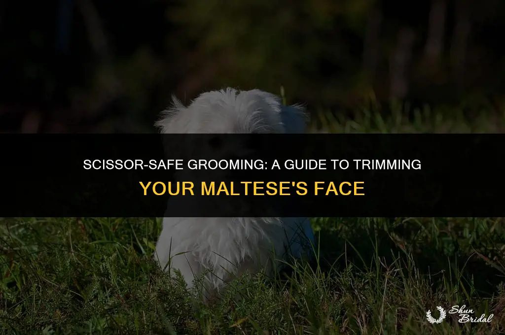 how to groom a maltese face with scissors